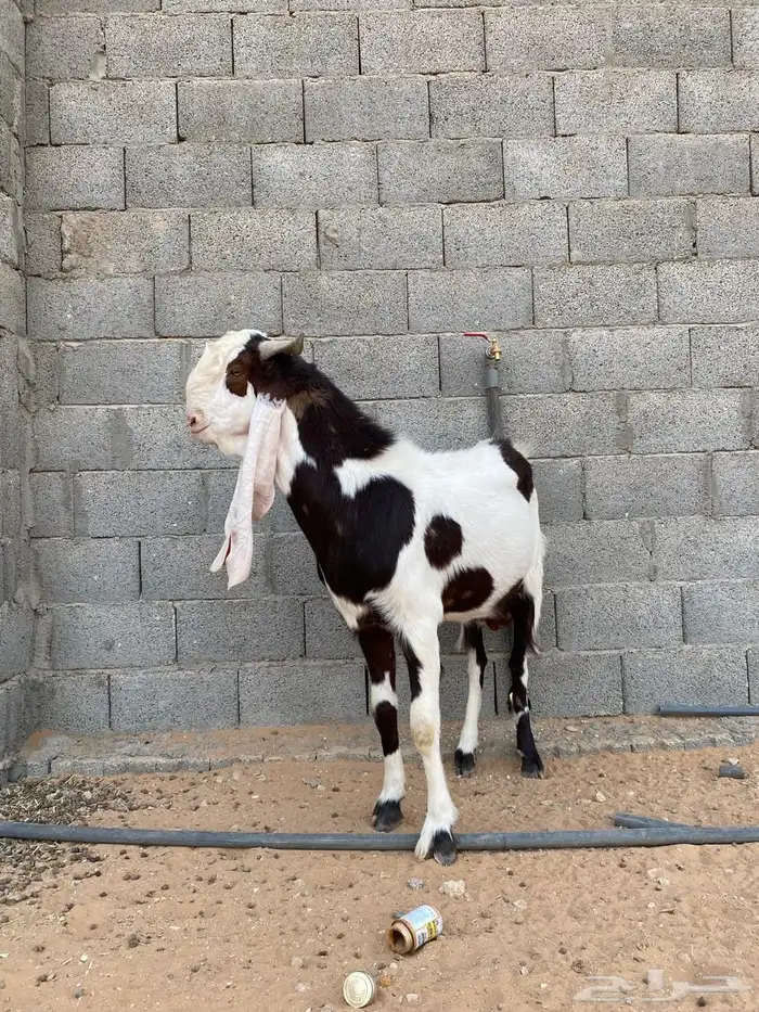 تيس فحل مشروك 0