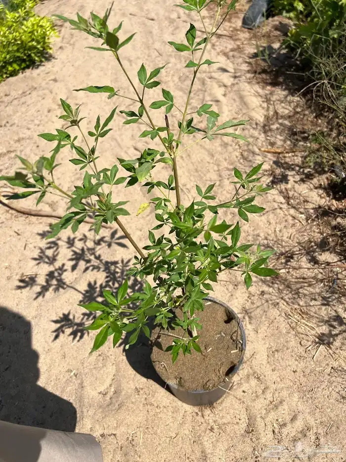 أشجار بسعر الجملة 17