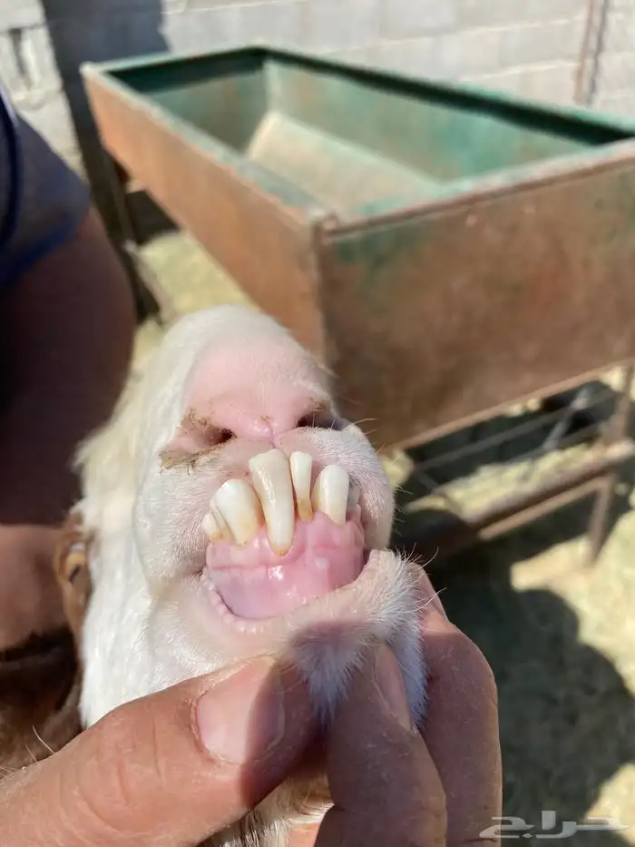 تيس فحل مشروك 4