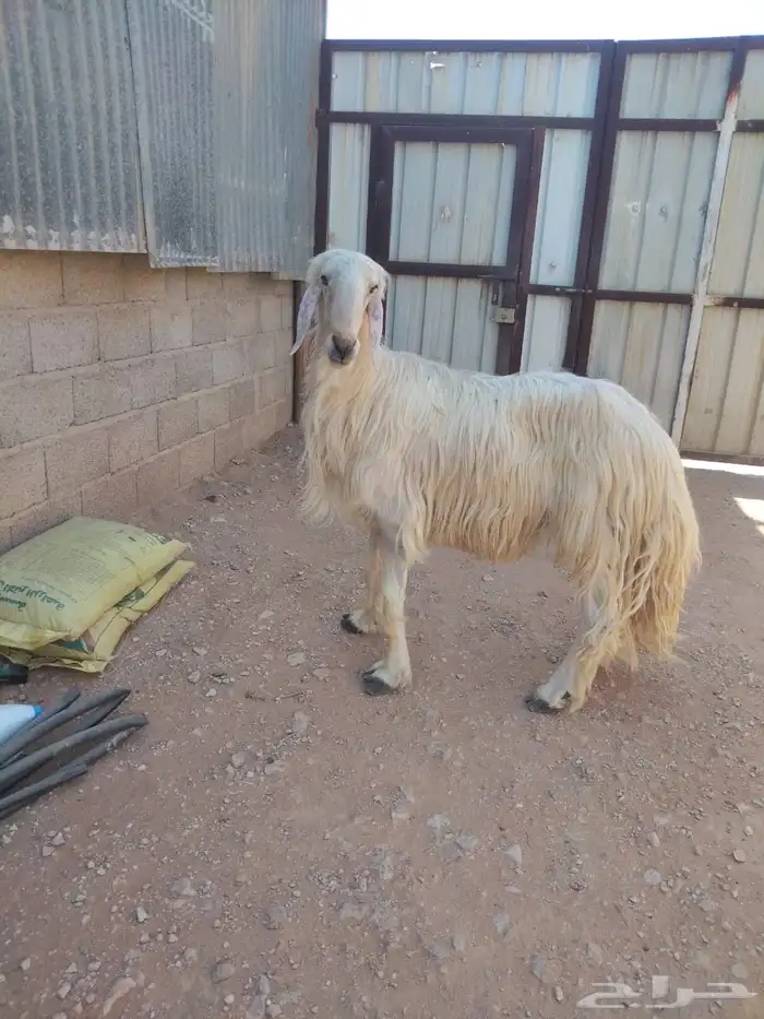خروف نجدي عيسي فحل 3