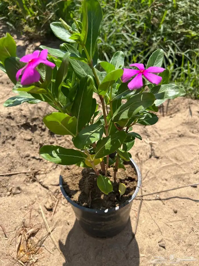 أشجار بسعر الجملة 15