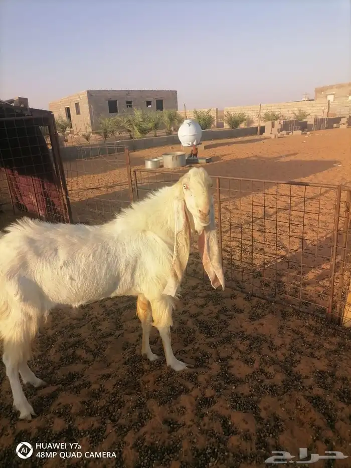 تيس فحل للبيع 0