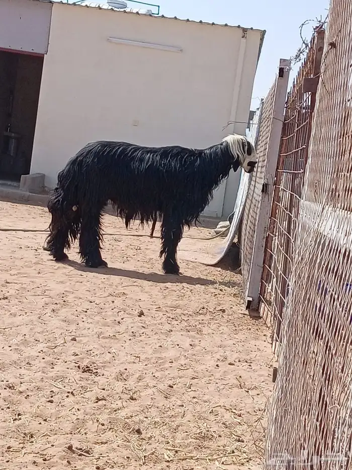 فحل نجدي للبيع 2