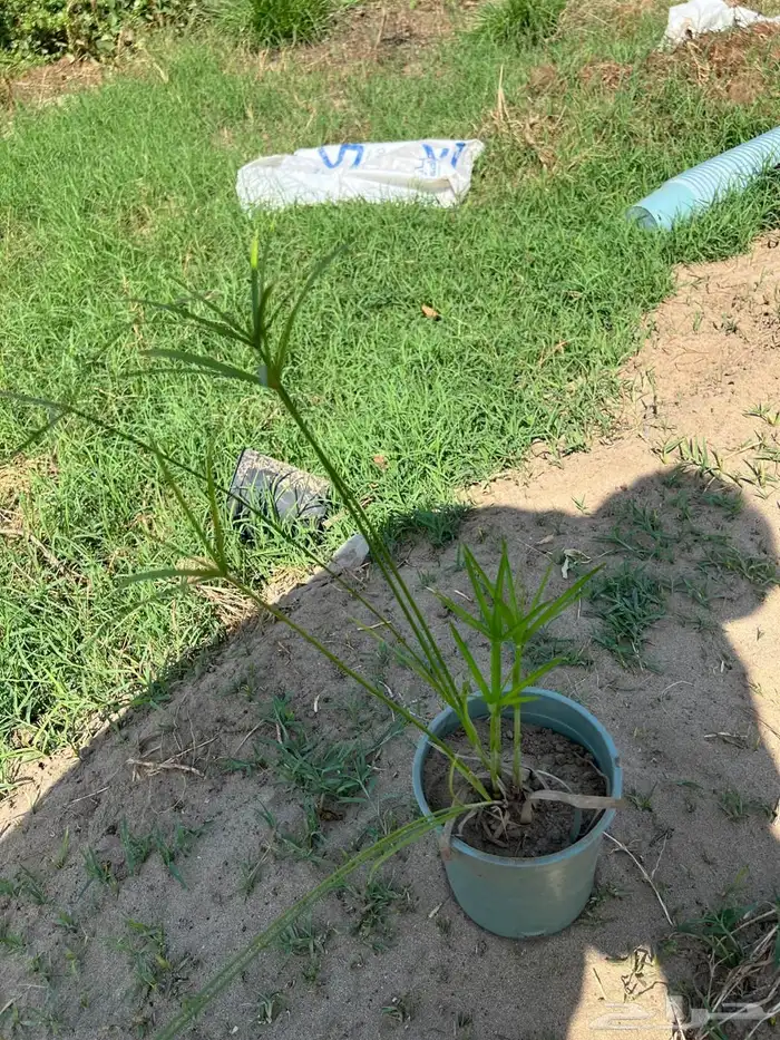 أشجار بسعر الجملة 19