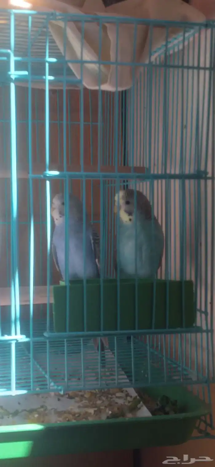 طيور بادجي 4