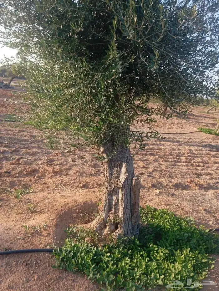 زيتون معمر مثمر ونخيل عربي واشنطني 9