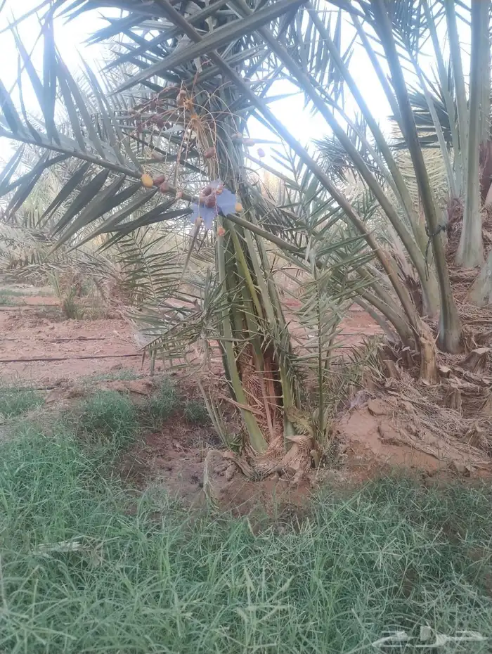 فراخة نخل خلاص 3