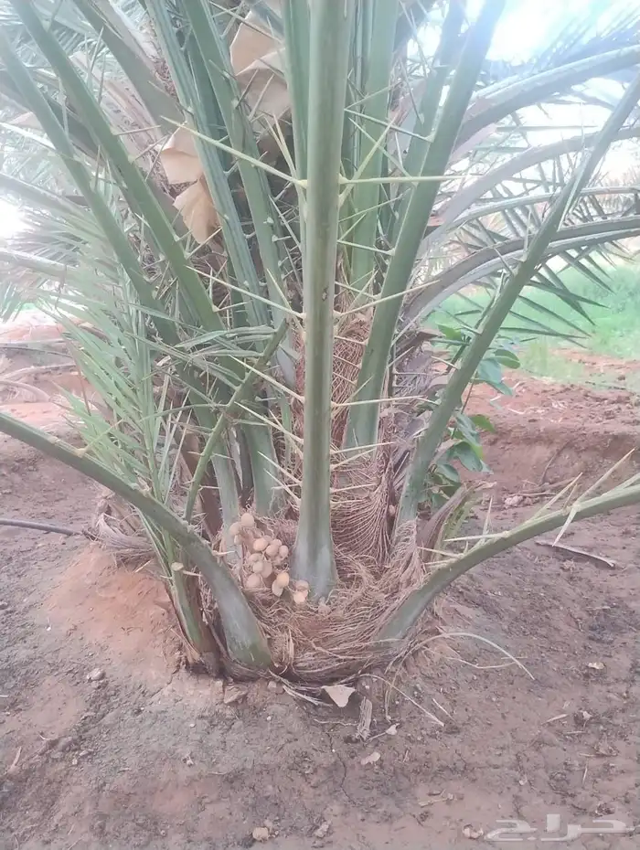 فراخة نخل خلاص 1