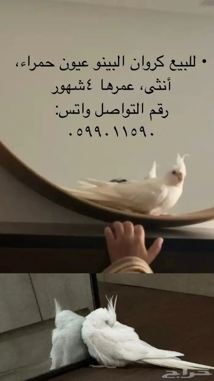 كروان البينو عيون حمراء 2