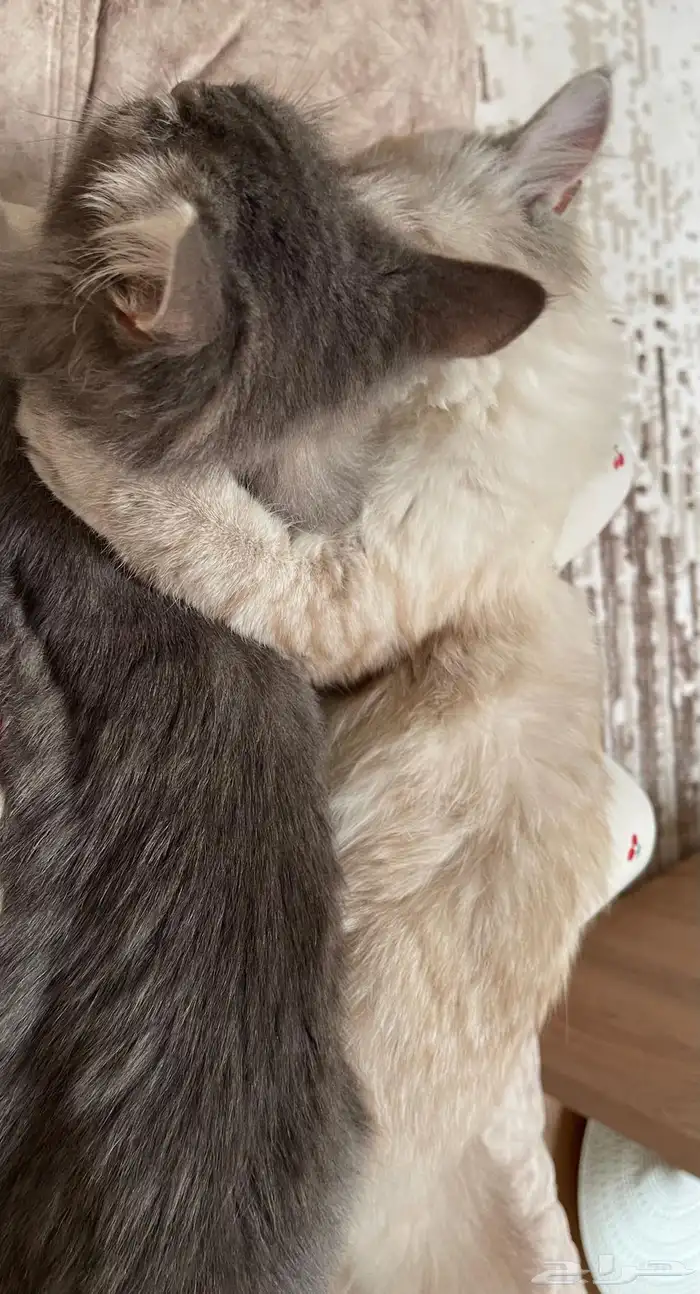 قطين ذكور - تم تبنيهم 2