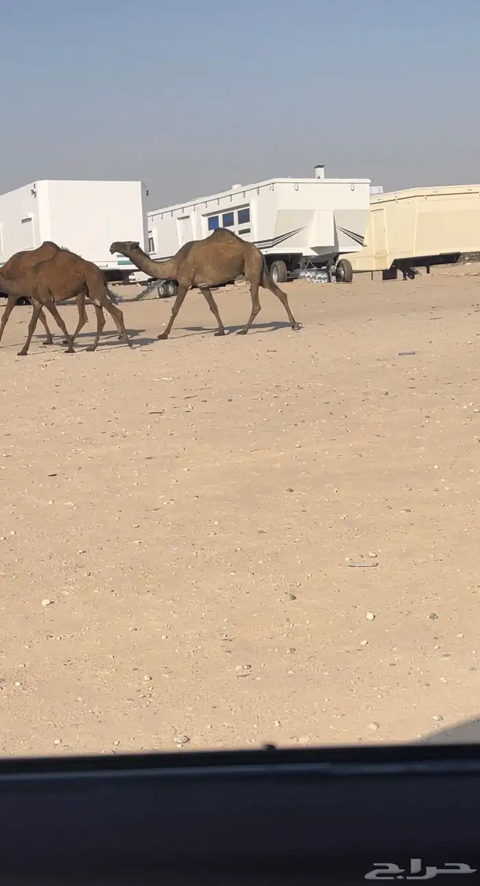 خفوت صفراء ( تم البيع ) 0