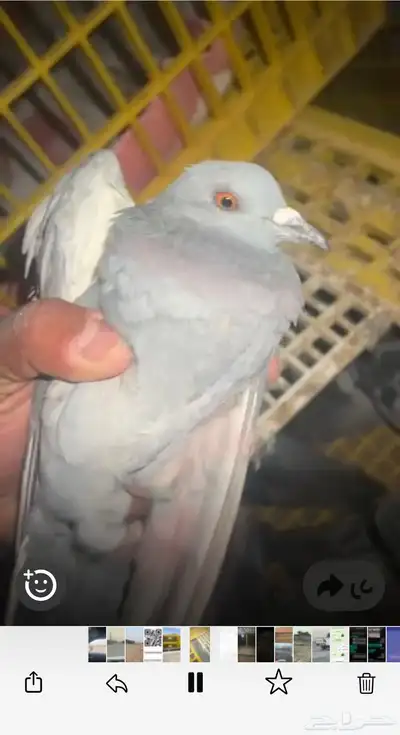 حمام سوادي طرح للصقور index