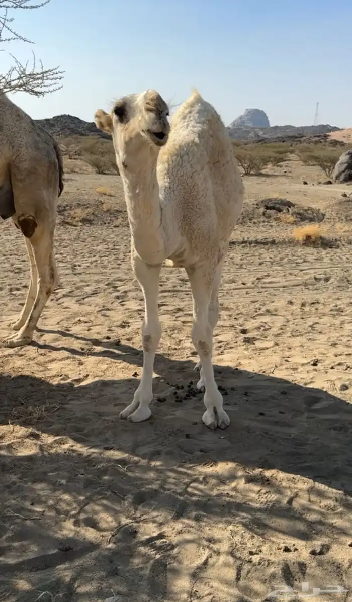 قعود مفرود فردي باتلي 3