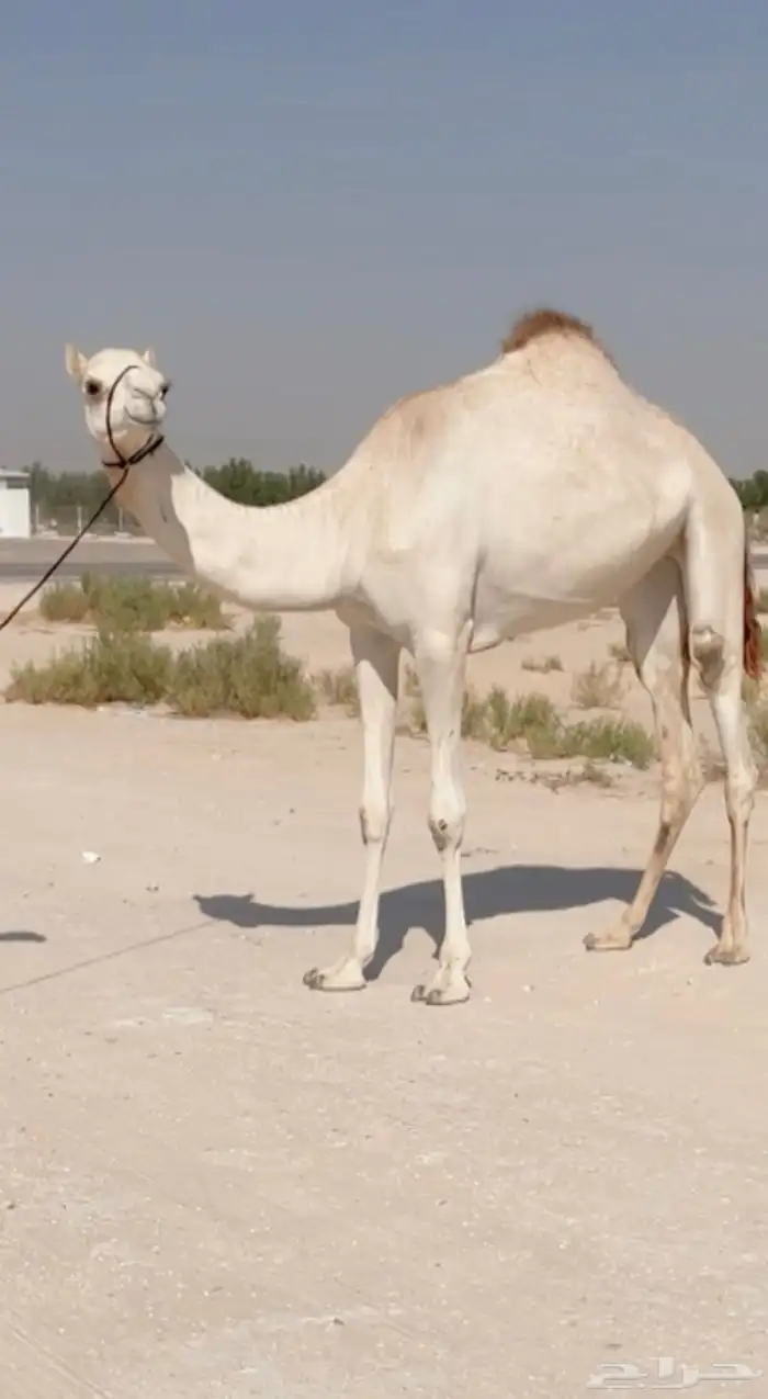 بكره لقيه طيبه ( تم البيع ) 0