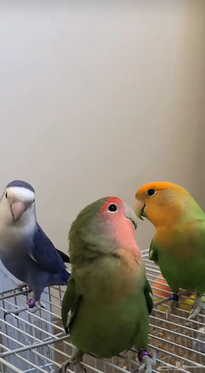 ابي طير زوز وليف مايعض 0