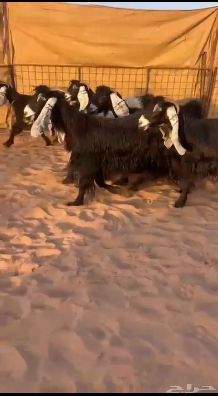 معزا عوارض مضاريع 0