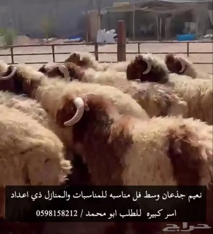ذبائح بلديه فقط لدينا نعيم وحريات ونجديات موقعنا الدمام 1