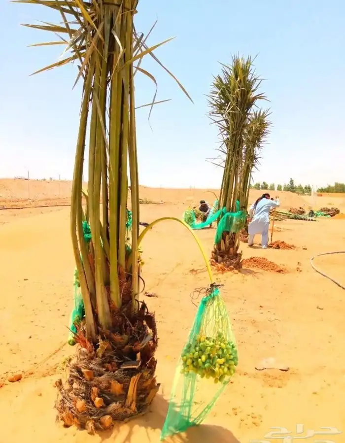 نخل مثمر نخيل نقايل جثايث اخلاص سكري برحي صقعي شيشي هلالي 5