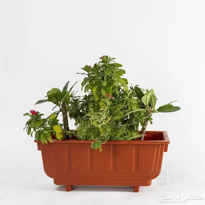 تنسق حدائق وشبكه الرأي 11