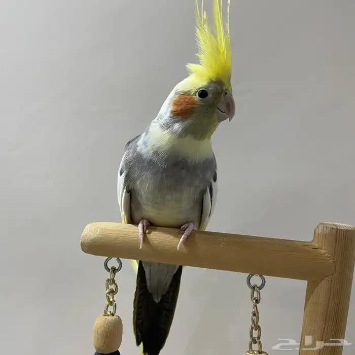 مفقود طائر كروان في صفوى من يوم الأحد 0