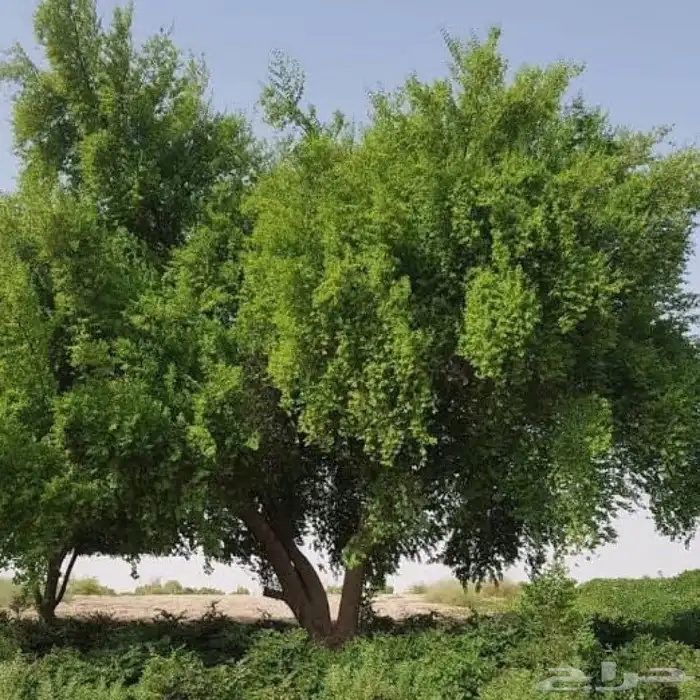 بذور السدر البلدي 0