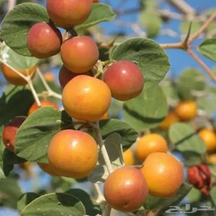 بذور السدر البلدي 1