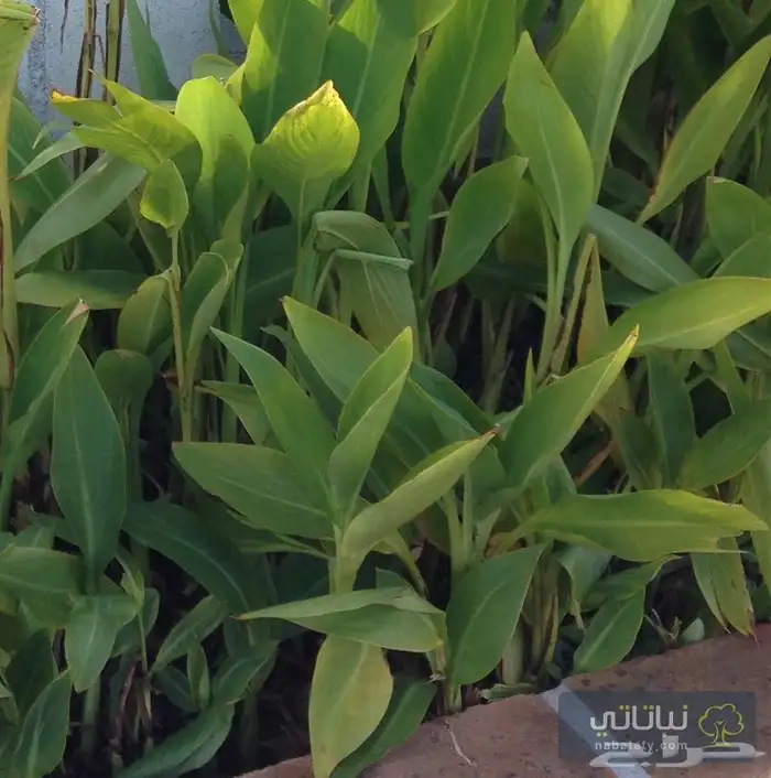 زراعه جميع انواع الاشجار والنخل النجيل القص والتزيين التقليم 3