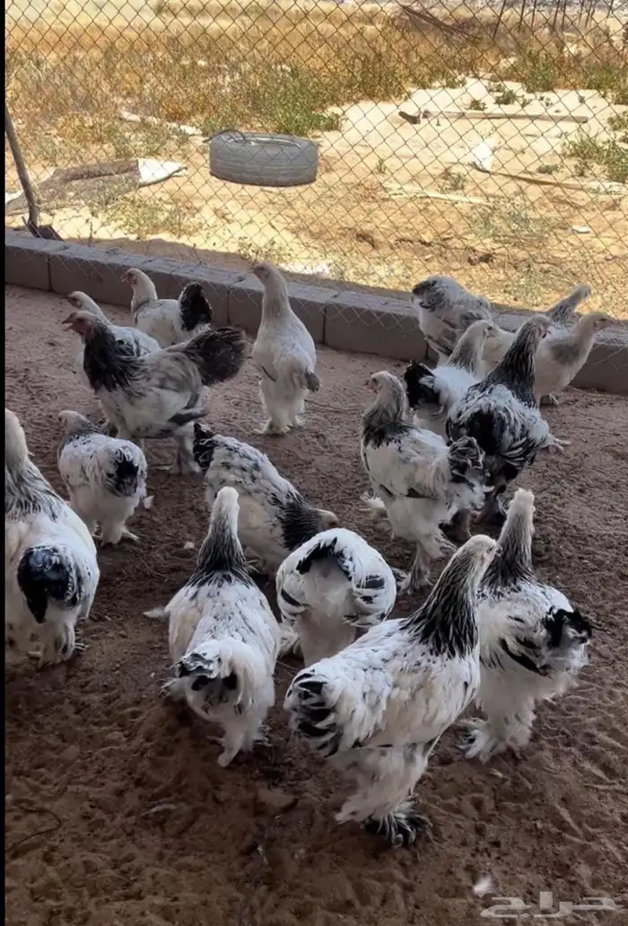 عرض فاخر طقم كولمبي كونك منتج 1