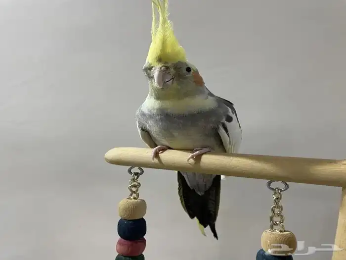 مفقود طائر كروان في صفوى من يوم الأحد 1