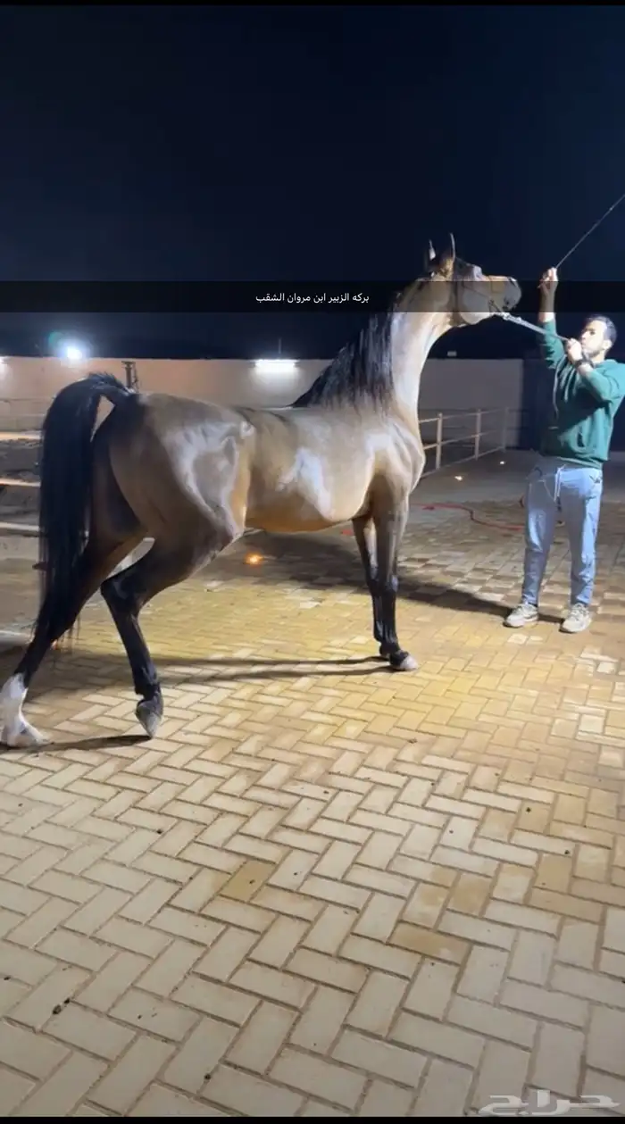 حصان واهو حفيد مروان 1