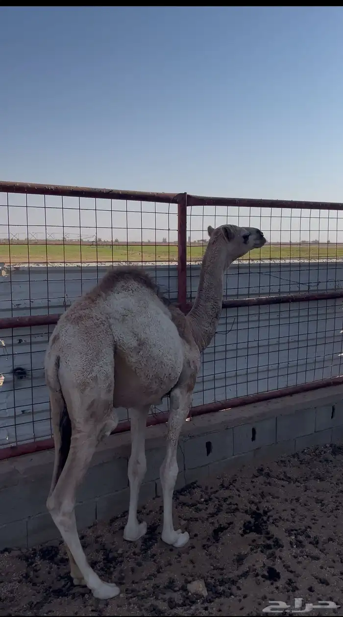 حوار للبيع 0