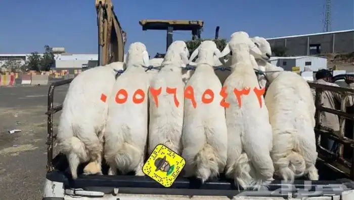 ذبايح حريه من غنم شهران مع السلخ والتوصيل 2