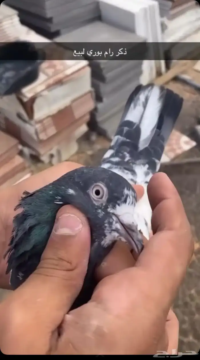 حمام للبيع 12