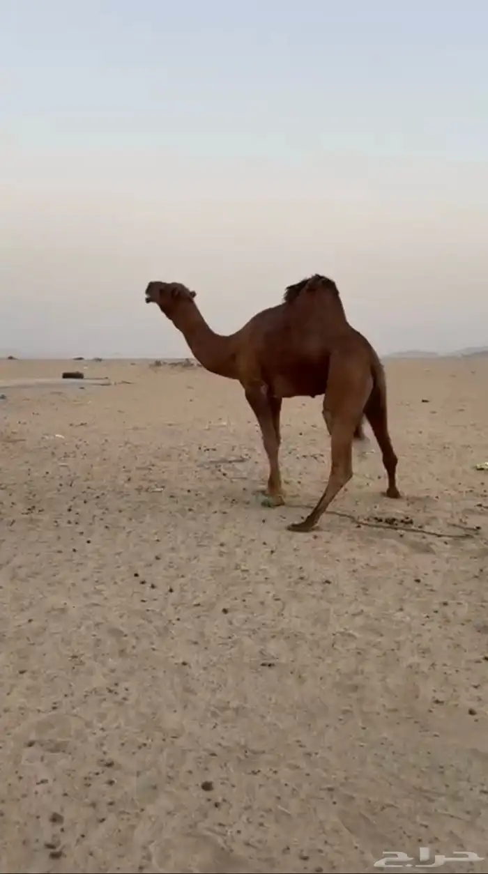 فحل ساحلي ثني 2