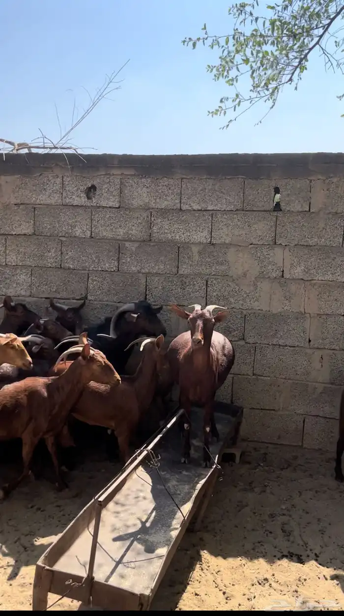 غنم دهم. معزا دهم ( تم البيع 2