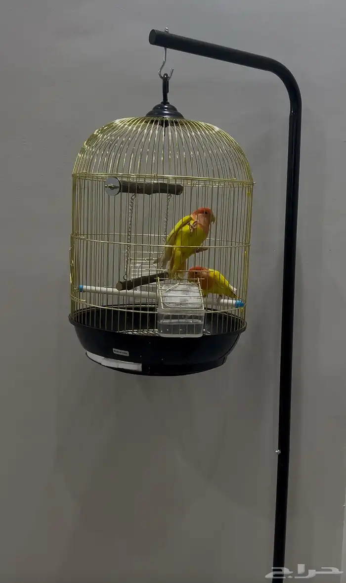 عصافير ببغاء الروز 2