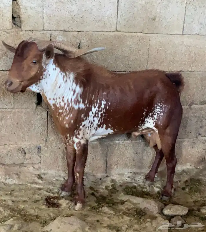 تيس فحل اوشح 2