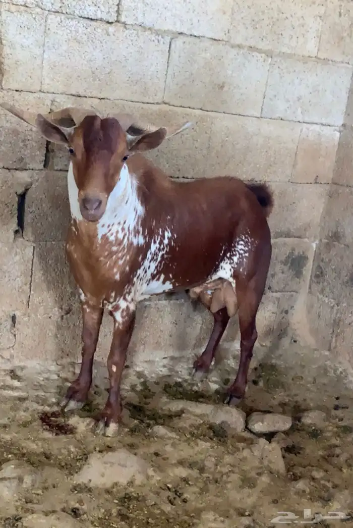 تيس فحل اوشح 3