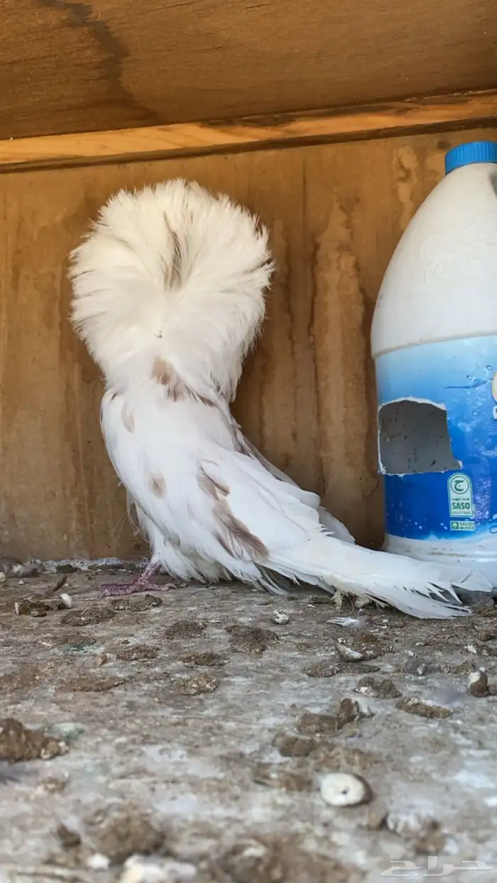 للبيع ذكر جاكوبين 0