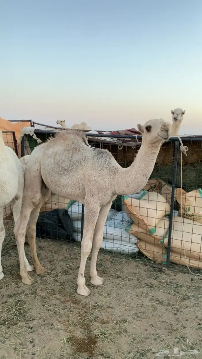 حشو بريه للبيع 1