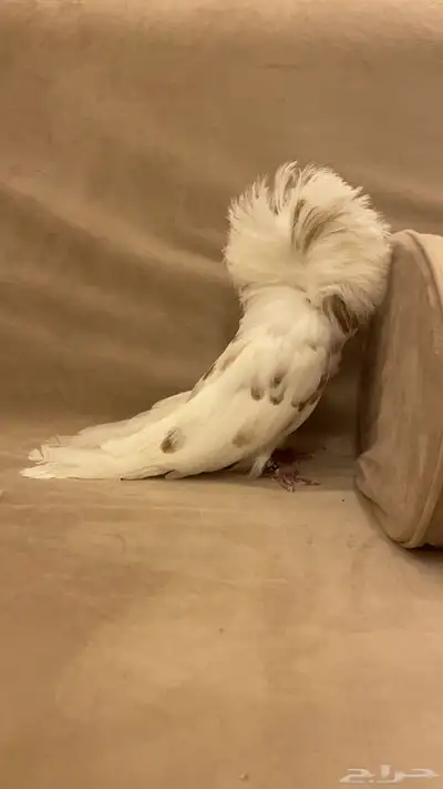 للبيع ذكر جاكوبين index