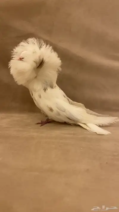 للبيع ذكر جاكوبين index