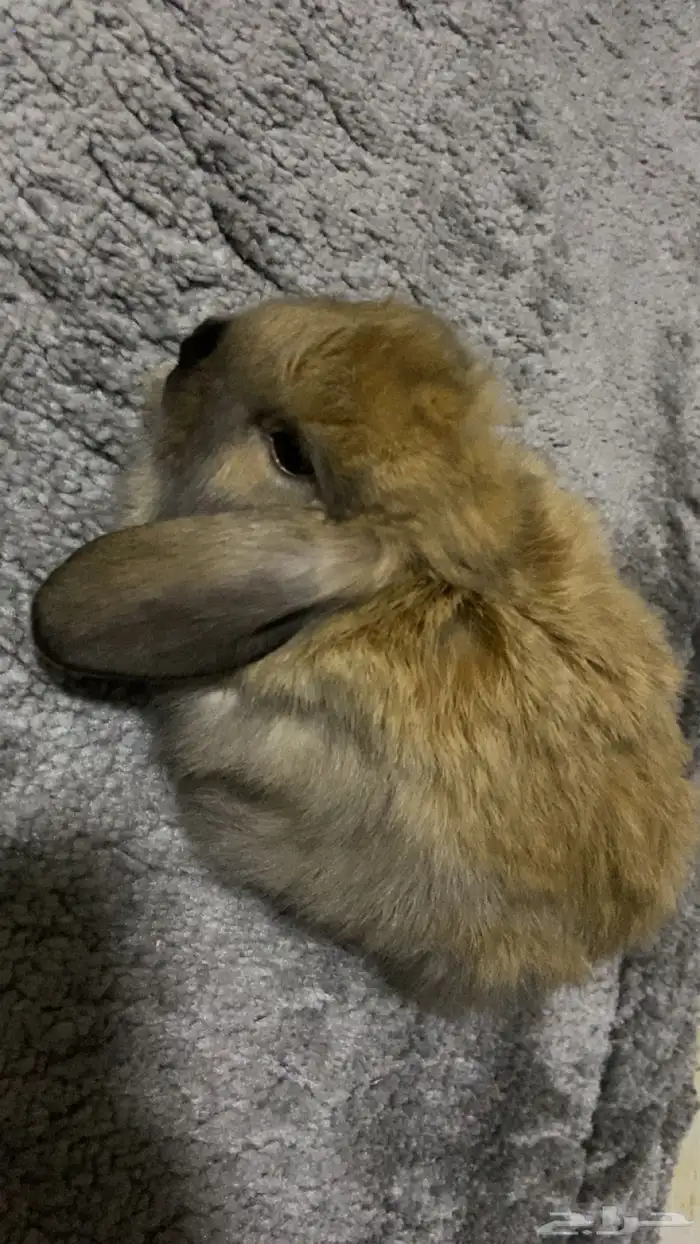 ارنوب هولند لوب اليف 1