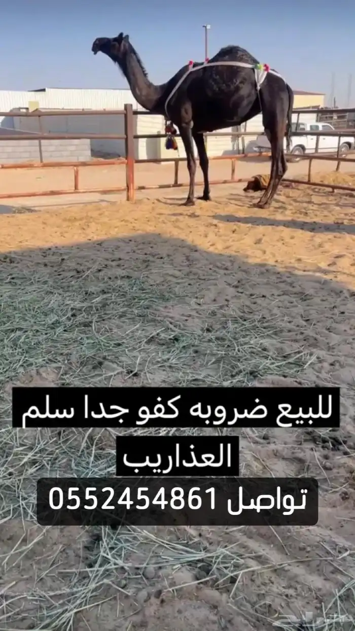 عشرا ضروبه علا جميع شروط 0