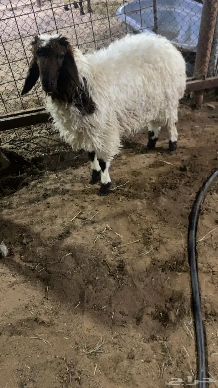 رخل لبانيه 3 شهور ونص 0