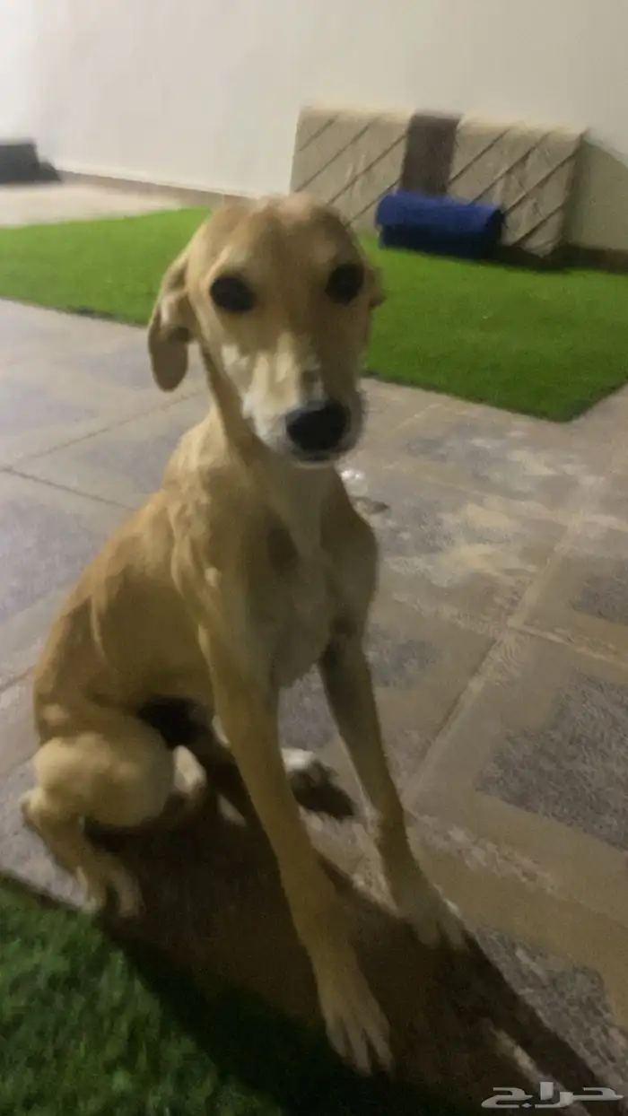 ثلاثة شهور 1