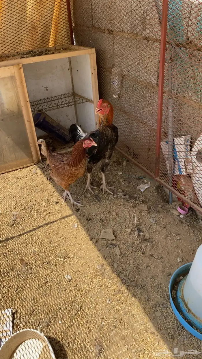 ديك شامو علي باكستاني 0