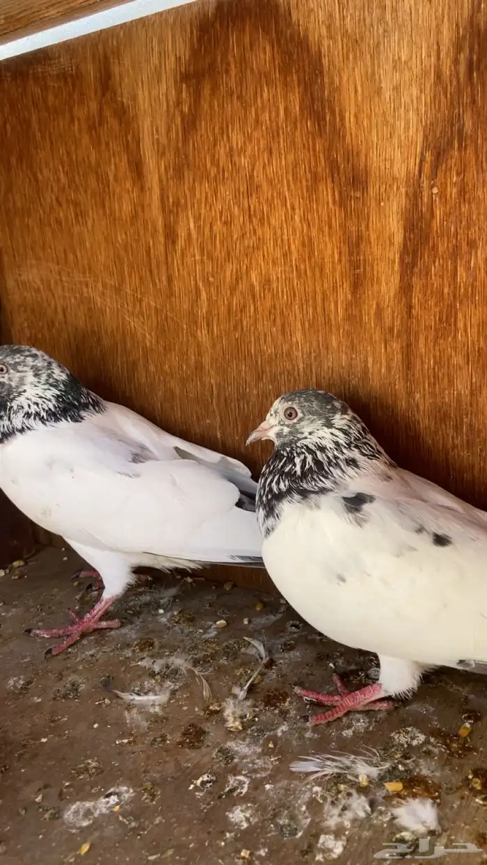 حمام بكستاني تيدي 1