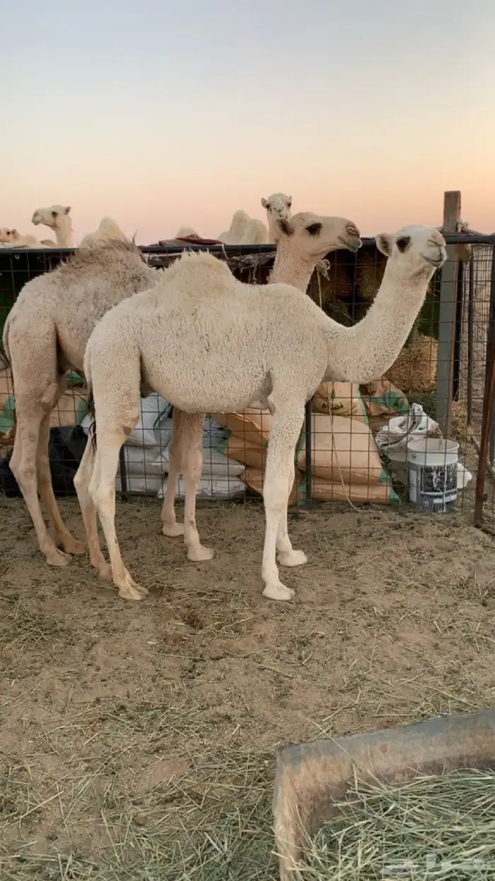 حشو بريه للبيع 0