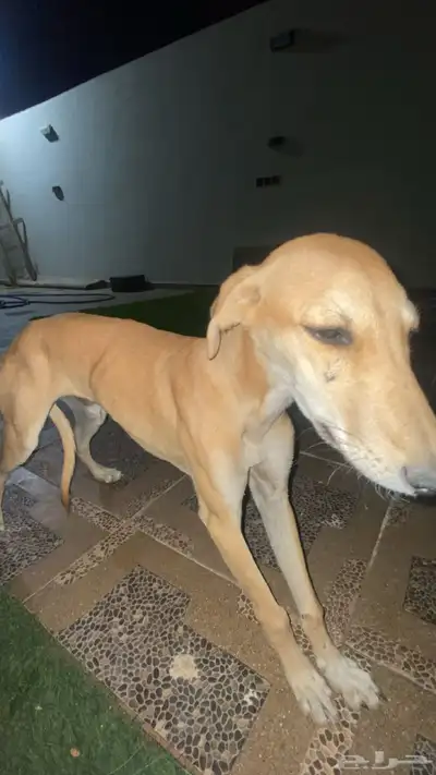 ثلاثة شهور index